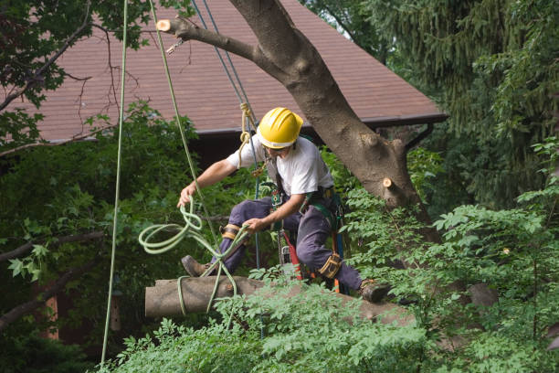 Best Hazardous Tree Removal  in USA